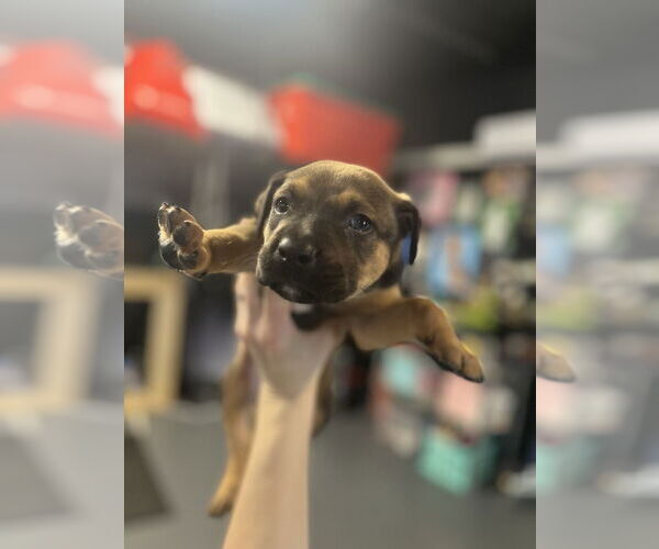 Medium Photo #3 Mutt Puppy For Sale in Imlay City, MI, USA