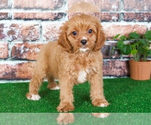 Cavapoo Puppy for sale in BEL AIR, MD, USA