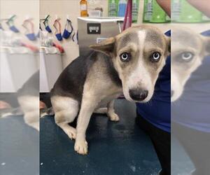 English Foxhound-Pointer Mix Dogs for adoption in Mobile, AL, USA