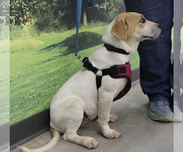 Medium Photo #8 Feist Terrier-Unknown Mix Puppy For Sale in Decatur, GA, USA