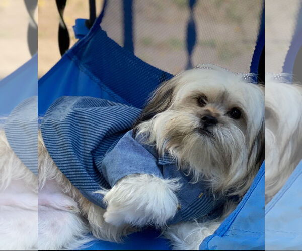 Medium Photo #3 Malchi Puppy For Sale in SHERBURNE, NY, USA