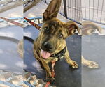 Small German Shepherd Dog-Great Pyrenees Mix