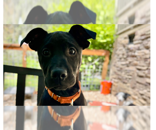 Medium Photo #12 Mutt Puppy For Sale in Imlay City, MI, USA