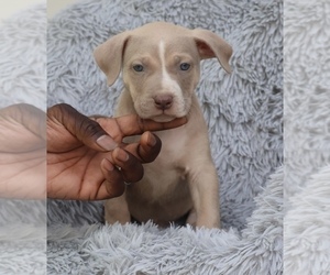 American Bully Puppy for sale in CHAMPAIGN, IL, USA