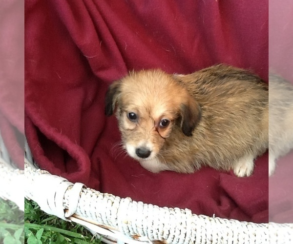 Medium Photo #1 Bordoodle Puppy For Sale in HAZLETON, IA, USA