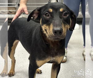 Mutt Dogs for adoption in Washington, DC, USA