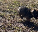 Small Photo #5 French Bulldog Puppy For Sale in MAYO, FL, USA