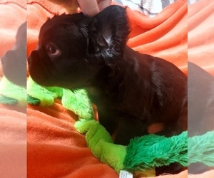 French Bulldog Puppy for sale in BOSTON, KY, USA