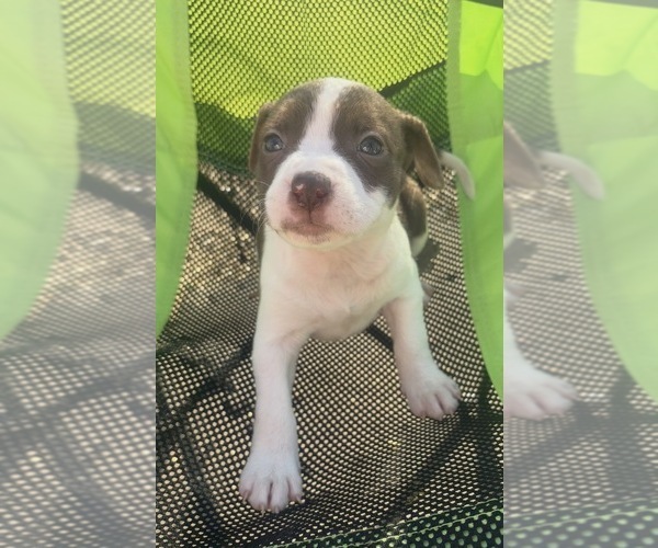 Medium Photo #10 American Pit Bull Terrier-Chinese Shar-Pei Mix Puppy For Sale in KANSAS CITY, MO, USA