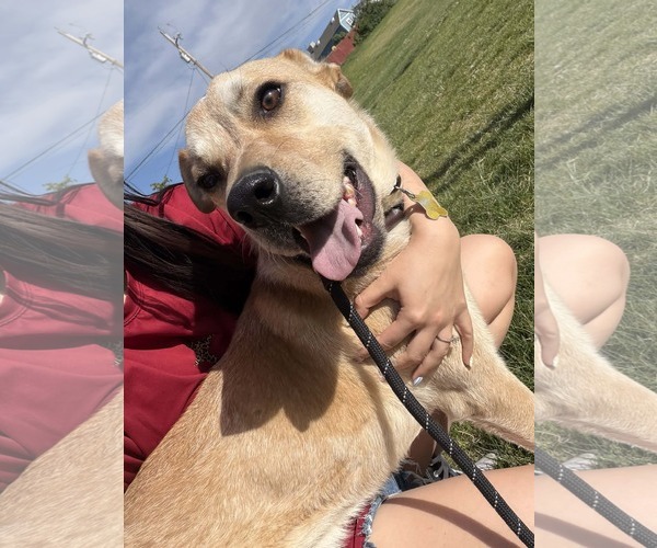 Medium Photo #3 Mutt Puppy For Sale in Sandy, UT, USA