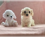 Small #2 Cavachon