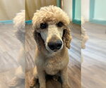 Small #2 Poodle (Standard)