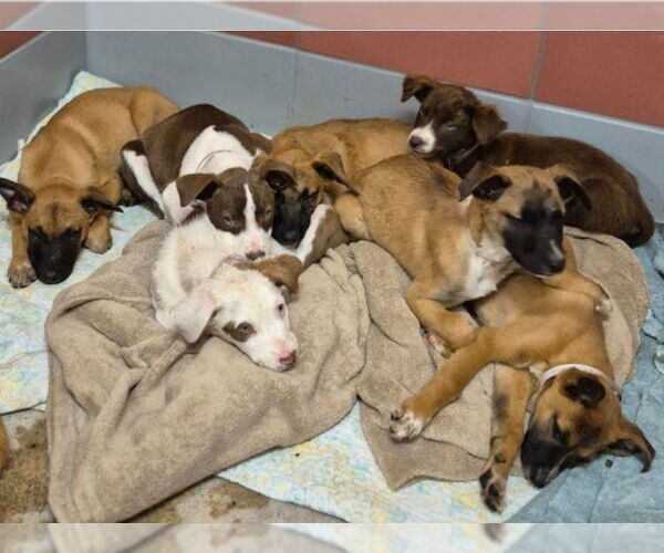 Medium Photo #4 Collie-German Shepherd Dog Mix Puppy For Sale in Lakewood, CO, USA