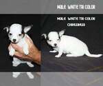 Puppy Puppy 4 Chihuahua