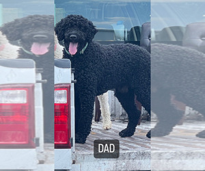 Father of the Goldendoodle puppies born on 08/20/2025