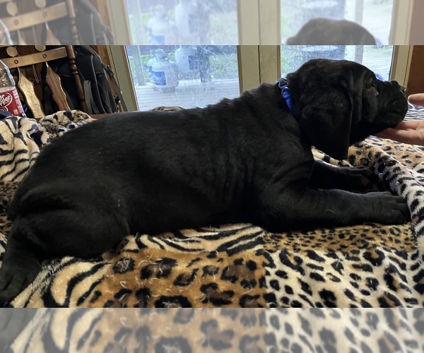 Medium Photo #1 Cane Corso Puppy For Sale in NEW DERRY, PA, USA