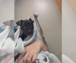 Small #1 Black Mouth Cur Mix