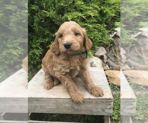 Goldendoodle Puppy for Sale in GOSHEN, Indiana USA