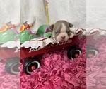 Small Photo #4 Boston Terrier Puppy For Sale in FREDONIA, KS, USA