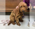Small Poodle (Standard) Mix