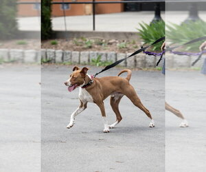 Royal - Male Mutt Dog for Adoption - Photo #17