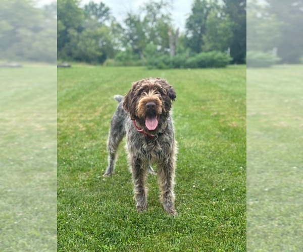 Medium Photo #1 Wirehaired Pointing Griffon Puppy For Sale in Leamington, Ontario, Canada