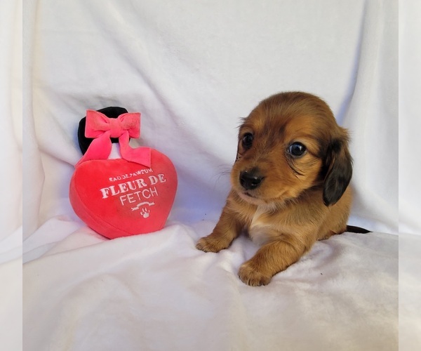 Medium Photo #1 Dachshund Puppy For Sale in PINSON, AL, USA