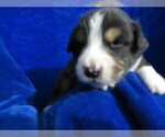 Small Photo #2 Miniature Australian Shepherd Puppy For Sale in HARTVILLE, MO, USA