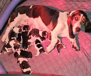 Basset Hound Litter for sale in BYHALIA, MS, USA