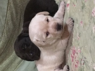 Labrador Retriever Puppy for sale in MARRIOTTSVILLE, MD, USA