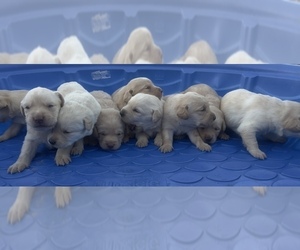 Golden Labrador Puppy for sale in BUCKEYE, AZ, USA