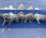 Small Golden Labrador