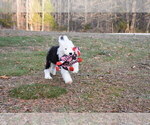 Small Photo #31 Old English Sheepdog Puppy For Sale in MARIONVILLE, MO, USA