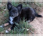 Small Photo #18 Chihuahua Puppy For Sale in LEBANON, PA, USA