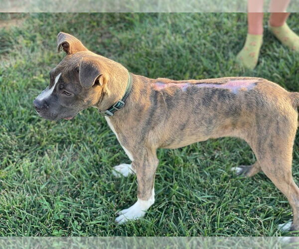 Medium Photo #4 Boxer-Unknown Mix Puppy For Sale in New York, NY, USA