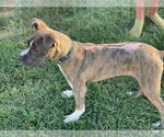 Small #3 Boxer Mix