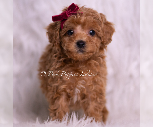Medium Photo #3 Poodle (Miniature) Puppy For Sale in WARSAW, IN, USA