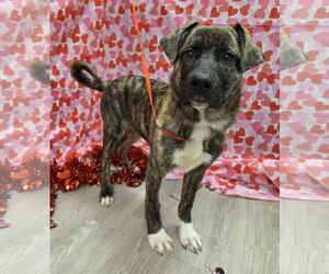 Holland Shepherd-Plott Hound Mix Dogs for adoption in Attalka, AL, USA