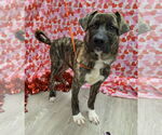 Small Holland Shepherd-Plott Hound Mix