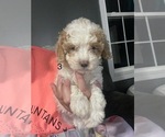 Puppy Female 5 Cavapoo