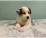 Small Photo #2 Australian Shepherd Puppy For Sale in HILLSBORO, WI, USA