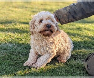Cocker Spaniel-Poodle (Miniature) Mix Puppy for sale in NOTTINGHAM, PA, USA