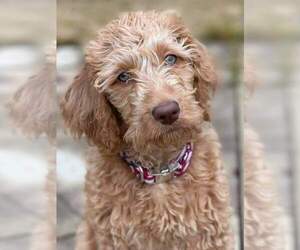 Labradoodle Puppy for sale in GRAYSON, GA, USA