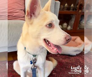 Golden Graham - Male Retriever -Unknown Mix Dog for Adoption - Photo #2