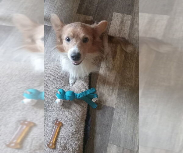 Medium Photo #3 Mutt Puppy For Sale in Fort Wayne, IN, USA