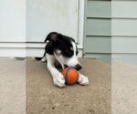 Small #13 Australian Shepherd Mix