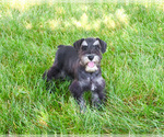 Small #5 Schnauzer (Miniature)