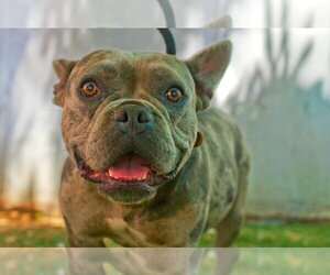 French Bulldog Dogs for adoption in Apple Valley, CA, USA