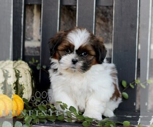 Shih Tzu Puppy for sale in GORDONVILLE, PA, USA