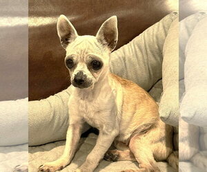 Edna the Spicy Chi TX - Female Chihuahua Dog for Adoption - Photo #15